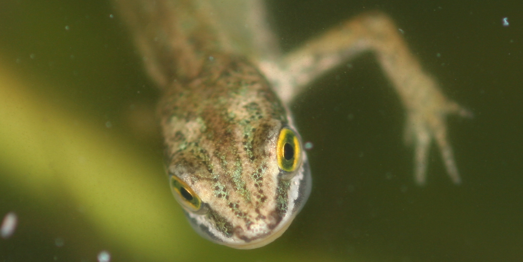 Triton palmé